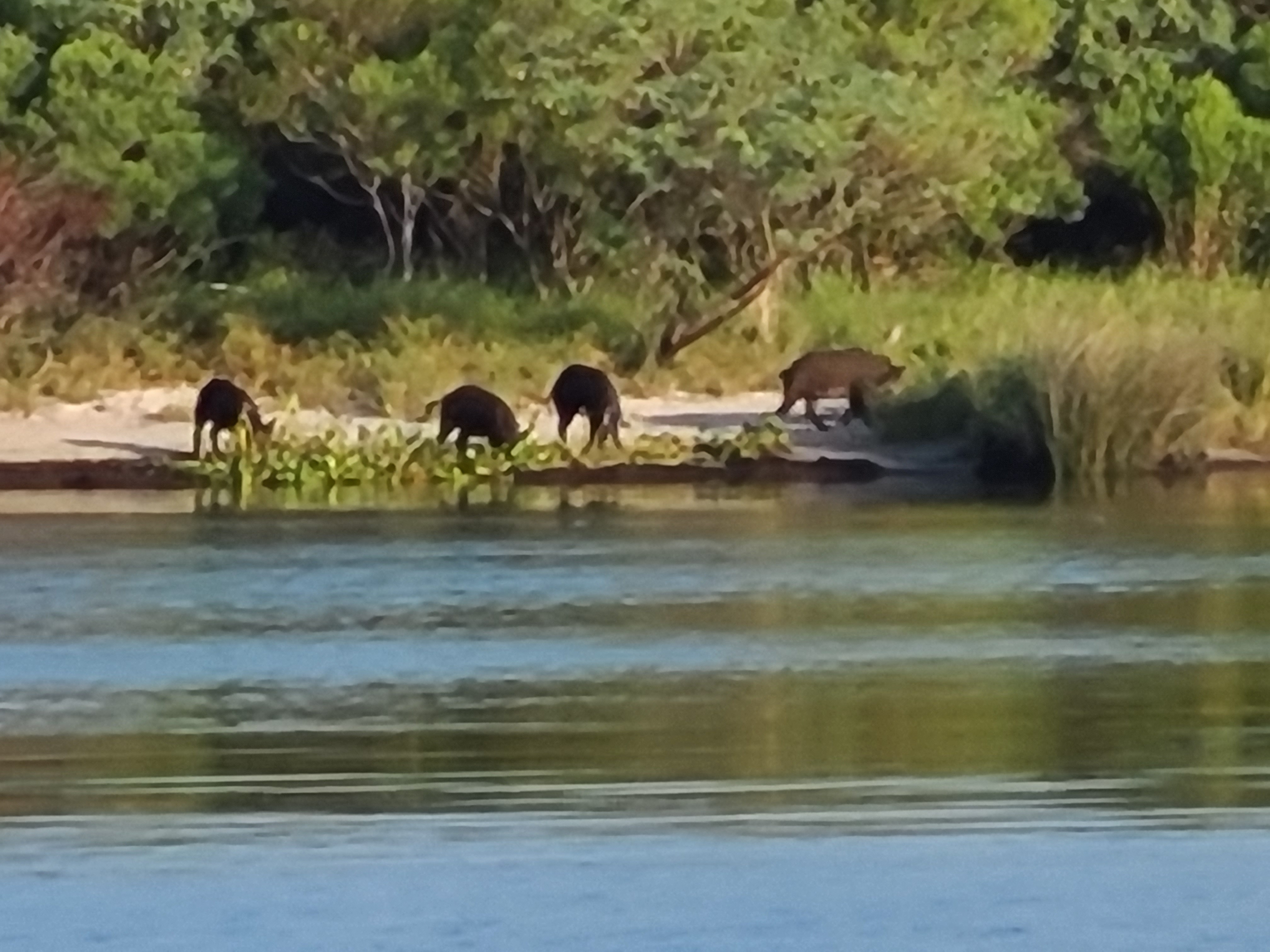 Biloxi Marsh Boat Tours
