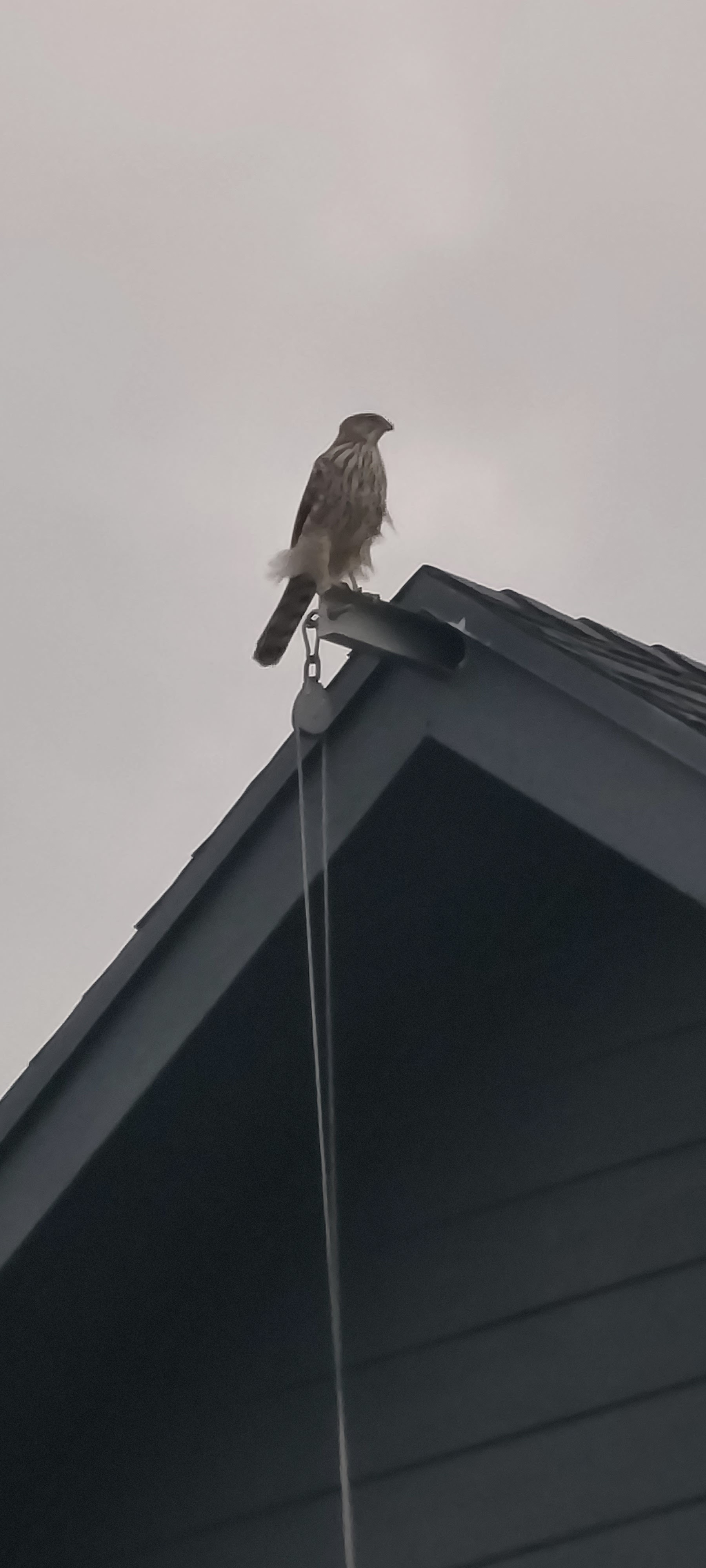 Port Brownsville Ship Channel Snook